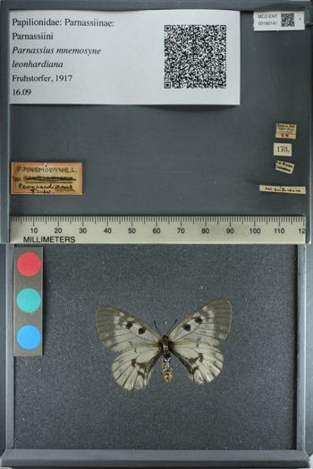 Media type: image;   Entomology 180141